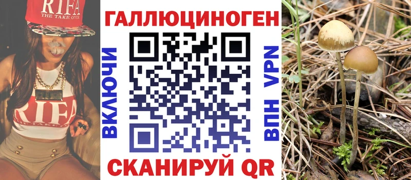 закладка  Рассказово  Псилоцибиновые грибы Psilocybine cubensis 
